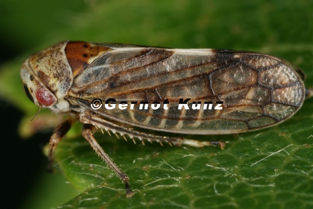 Oncopsis_cf_subangulata_W4_2.jpg
