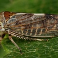 Oncopsis cf subangulata W4 2