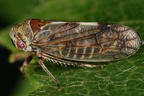 Oncopsis cf subangulata W4 2