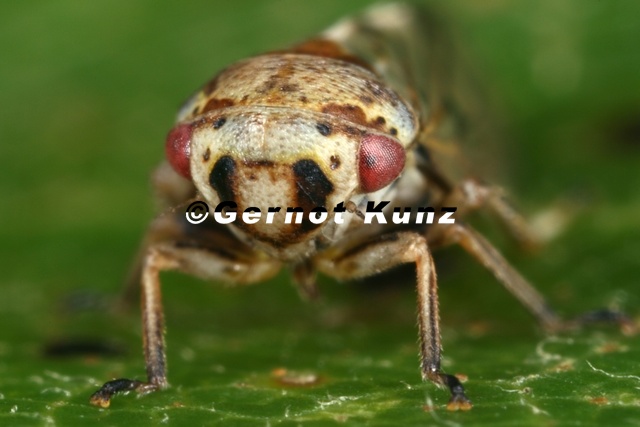 Oncopsis_cf_subangulata_W5_2.jpg