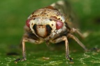 Oncopsis cf subangulata W5 2