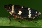 Planaphrodes nigrita  Wald Erdzikade M30 2