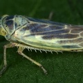 Sagatus punctifrons  Gr  ne Weidenzirpe M4 2