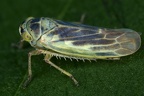 Sagatus punctifrons  Gr  ne Weidenzirpe M4 2