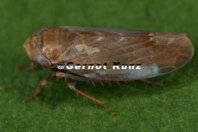 Speudotettix__subfusculus___Braune_Waldzirpe__Gebirgsform_M6_2.jpg