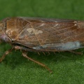 Speudotettix  subfusculus   Braune Waldzirpe  Gebirgsform M6 2