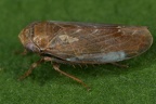 Speudotettix  subfusculus   Braune Waldzirpe  Gebirgsform M6 2