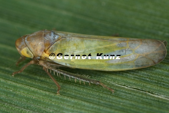 Wagneripteryx_germari__Kiefern-Blattzikade_20_2.jpg