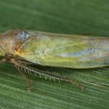 Wagneripteryx germari  Kiefern-Blattzikade 20 2