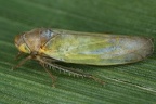Wagneripteryx germari  Kiefern-Blattzikade 20 2