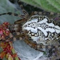 Aculepeira ceropegia  Eichblatt-Radnetzspinne W1