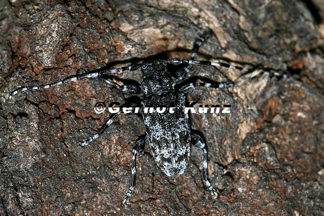 Aegomorphus clavipes  Scheckenbock 2 2