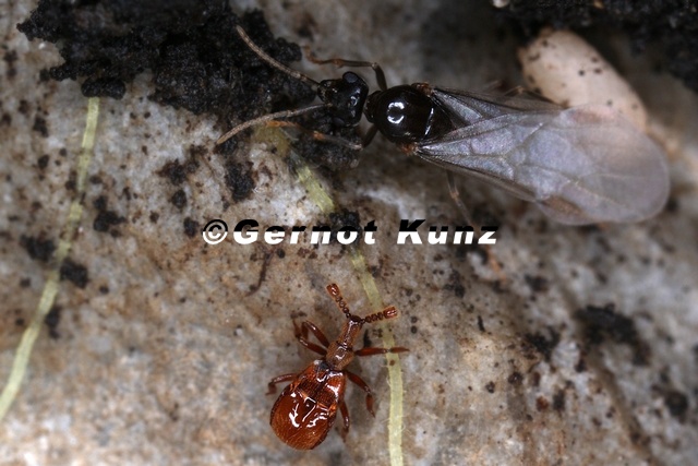 Claviger_testaceus__Rotbrauner_Keulenk__fer___amp__Lasius_flavus__Gelbe_Wiesenameise_M1_2.jpg