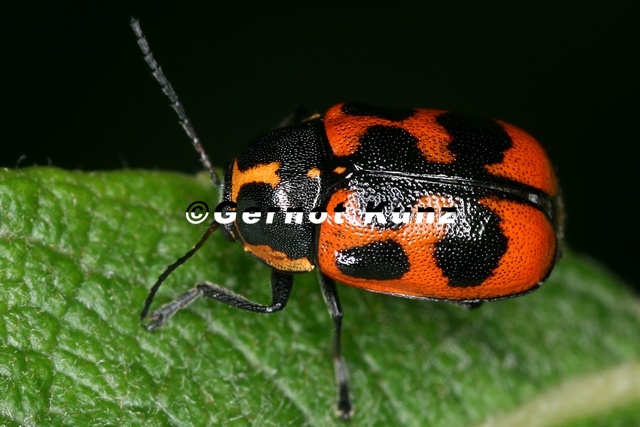 Cryptocephalus_sp.jpg