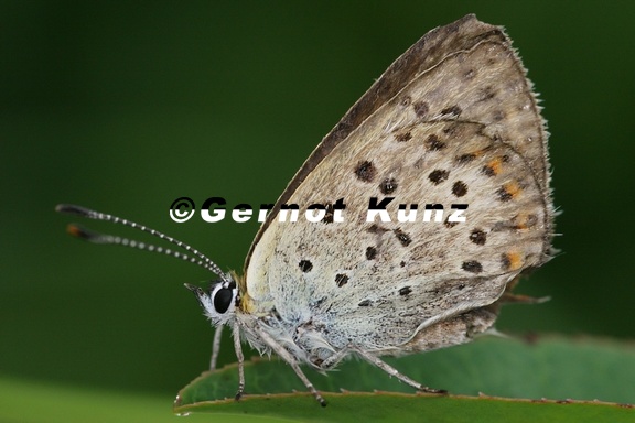 Lycaena tityrusW1 2