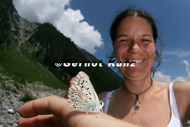 Lysandra_coridon__Silbergr__ner_Bl__uling__1_2.jpg