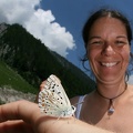 Lysandra coridon  Silbergr  ner Bl  uling  1 2