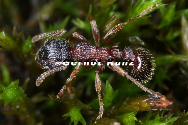 Myrmica_sulcinodis__Dunkelbrauene_Knotenameise_6_2.jpg