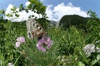 Parnassius phoebus  Alpenapollo 1
