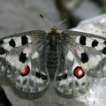 Parnassius phoebus  Alpenapollo 2