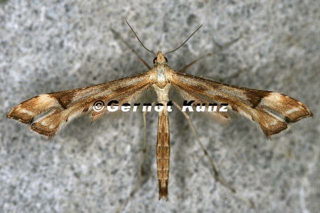 Platyptilia_nemoralis__Federmotte_.jpg