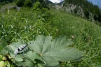 Rosalia alpina  Alpenbock 2 2