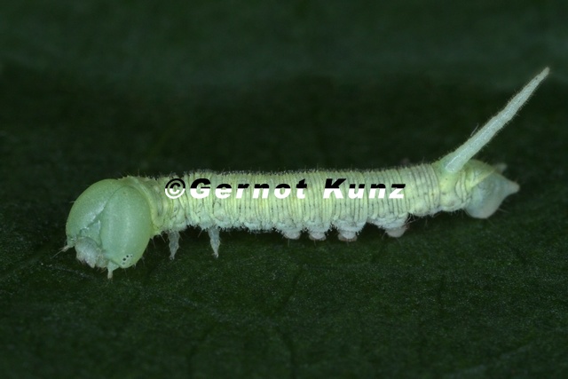 Sphingidae__Schw__rmerraupe_L5_2.jpg