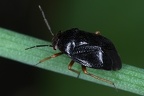 Strongylocoris leucocephalus