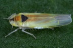 Zygina hypermaculata  Alpen-Johanniskrautzikade W3 2