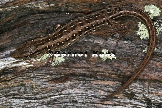 Lacerta agilis  Zauneidechse W1