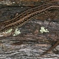 Lacerta agilis  Zauneidechse W1