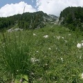 Poaceae  S    gras 1 2