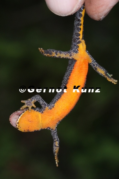 Ichthyosaura_alpestris__Bergmolch_9_2.jpg