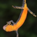Ichthyosaura alpestris  Bergmolch 9 2
