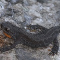 Ichthyosaura alpestris  Bergmolch M2 2