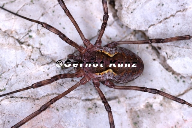 Mitopus_morio__Wandkanker_8_2.jpg