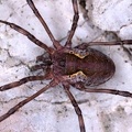 Mitopus morio  Wandkanker 8 2