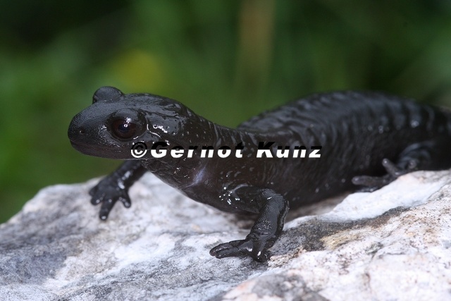 Salamandra atra Alpensalamander 1 2 - Salamandra_atra__Alpensalamander_1_2.jpg Salamandra_atra__Alpensalamander_1_2.jpg