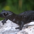 Salamandra atra  Alpensalamander 1 2