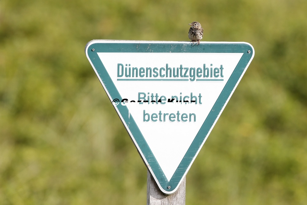 Anthus pratensis  Wiesenpieper 2 2