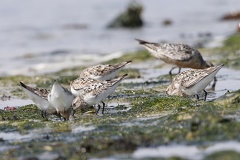 Calidris alba  Sanderling 1 2