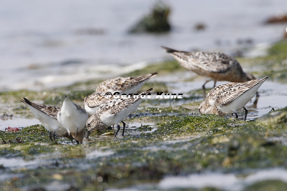 Calidris alba  Sanderling 1 2