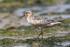 Calidris canutus  Knutt 1 2