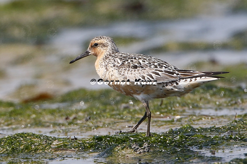 Calidris canutus  Knutt 1 2