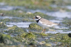 Charadrius semipalmatus  Sandregenpfeifer 1 2