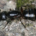 Formicidae 8 2
