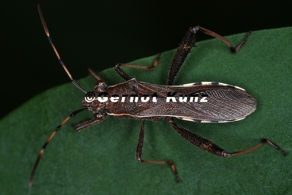 Camptotus lateralis 1 2