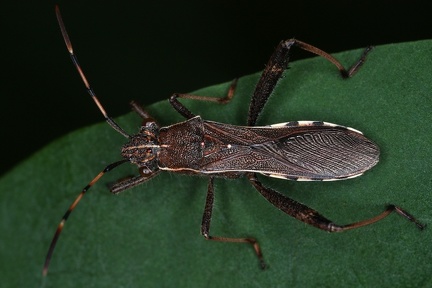 Camptotus lateralis 1 2