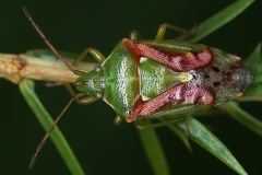 Cyphostethus tristriatus 6 2