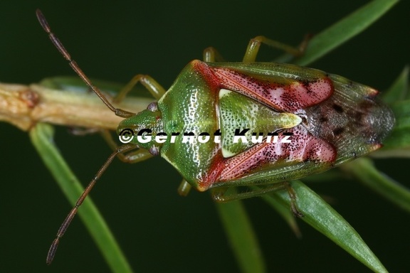 Cyphostethus tristriatus 6 2